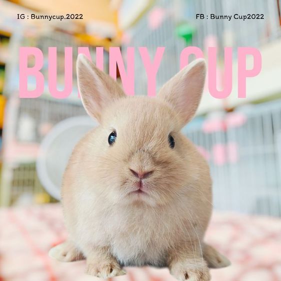 กระต่าย ND รูปที่ 6