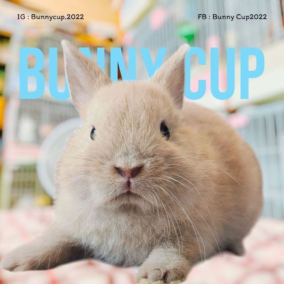 กระต่าย ND รูปที่ 5