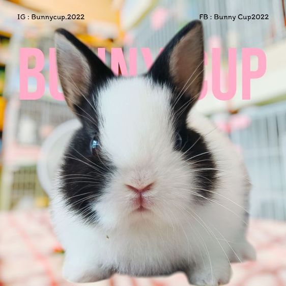 กระต่าย ND รูปที่ 2