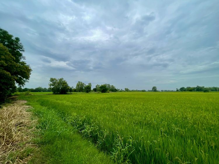 ไม่ใช่ ขายที่ดินเงียบสงบ เหมาะปลีกวิเวกใช้ชีวิต SLOW LIFE, ทำเกษตร หรือ WFH อ.ภาชี อยุธยา รูปที่ 3