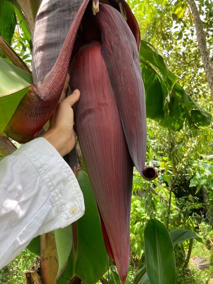 หน่อกล้วยนาค รูปที่ 6