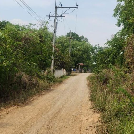 ขาย2ไร่1งาน60ตรางวาที่ท่าวังทองหมุ่2ไฟฟ้าผ่านที่ไม่ต้องถม0984150996 รูปที่ 3