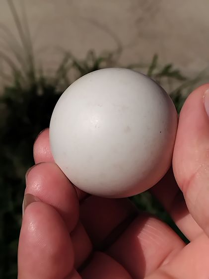 คตไข่ไก่ ขนาดเท่าไข่ไก่ มีน้ำหนัก สภาพสวย สมบูรณ์ รูปทรงรี มีมิติ ขนาดไม่เท่ากัน คตแท้ๆที่กลายเป็นหินไม่ใช่ของปลอม มีน้ำหนัก สภาพเดิม เป็นธร รูปที่ 2