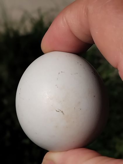 คตไข่ไก่ ขนาดเท่าไข่ไก่ มีน้ำหนัก สภาพสวย สมบูรณ์ รูปทรงรี มีมิติ ขนาดไม่เท่ากัน คตแท้ๆที่กลายเป็นหินไม่ใช่ของปลอม มีน้ำหนัก สภาพเดิม เป็นธร รูปที่ 6