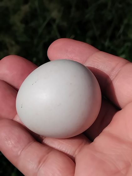 คตไข่ไก่ ขนาดเท่าไข่ไก่ มีน้ำหนัก สภาพสวย สมบูรณ์ รูปทรงรี มีมิติ ขนาดไม่เท่ากัน คตแท้ๆที่กลายเป็นหินไม่ใช่ของปลอม มีน้ำหนัก สภาพเดิม เป็นธร รูปที่ 5