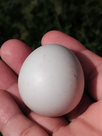 คตไข่ไก่ ขนาดเท่าไข่ไก่ มีน้ำหนัก สภาพสวย สมบูรณ์ รูปทรงรี มีมิติ ขนาดไม่เท่ากัน คตแท้ๆที่กลายเป็นหินไม่ใช่ของปลอม มีน้ำหนัก สภาพเดิม เป็นธร รูปที่ 4