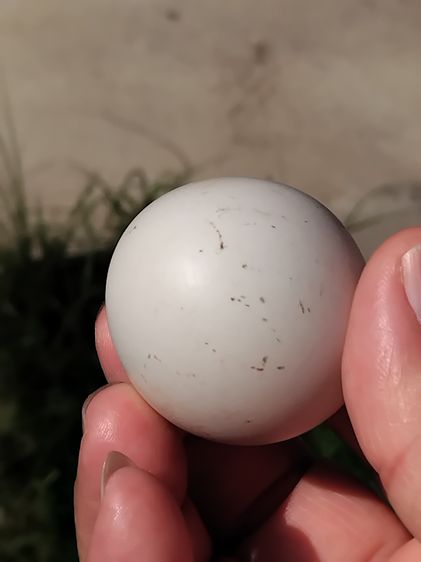 คตไข่ไก่ ขนาดเท่าไข่ไก่ มีน้ำหนัก สภาพสวย สมบูรณ์ รูปทรงรี มีมิติ ขนาดไม่เท่ากัน คตแท้ๆที่กลายเป็นหินไม่ใช่ของปลอม มีน้ำหนัก สภาพเดิม เป็นธร รูปที่ 3