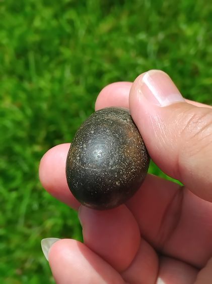 คตเต่า ขนาดเท่าเม็ดขนุน มีน้ำหนัก สภาพสวย สมบูรณ์ รูปทรงรี มีมิติ ขนาดไม่เท่ากัน คตแท้ๆที่กลายเป็นหินไม่ใช่ของปลอม สภาพเดิม เป็นธรรมชาติจริง รูปที่ 5