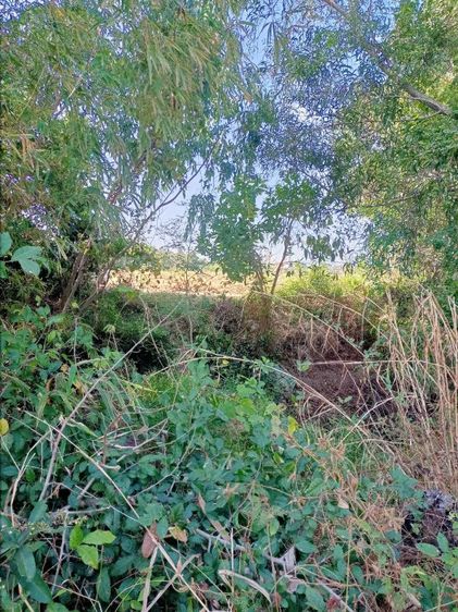 ที่ดินแปลงเล็กราคาถูก รูปที่ 2