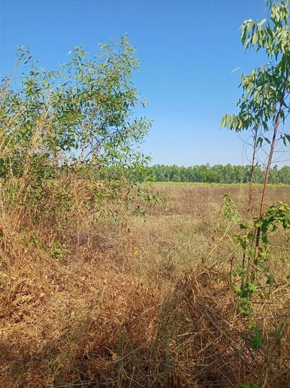 ที่ดินแปลงเล็กราคาถูก รูปที่ 3