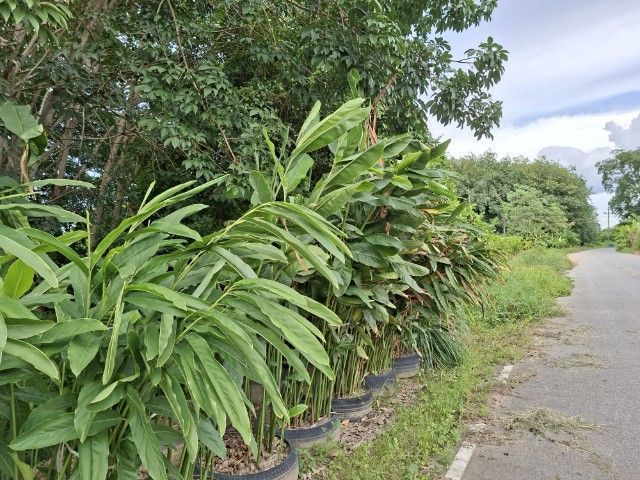 ที่ดินทำเลอุตสาหกรรมขายถูก รูปที่ 2