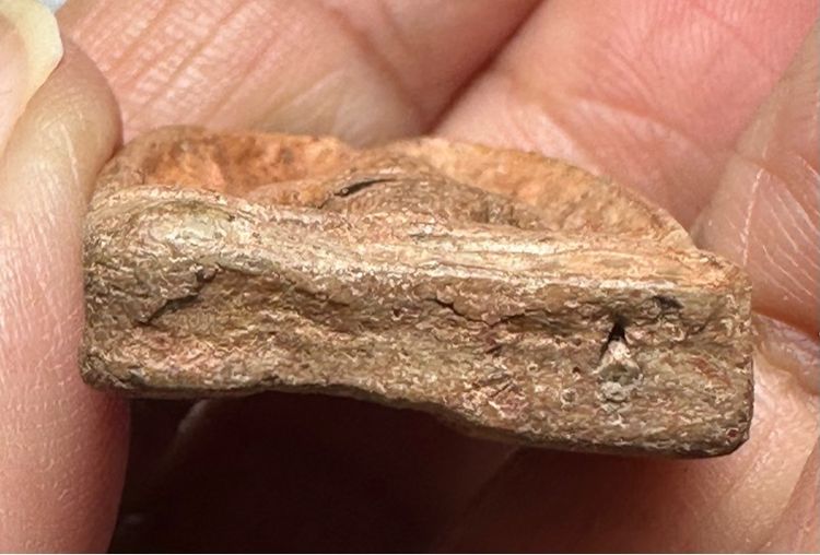 🙏 พระพิจิตร  กรุวัดพระศรีมหาธาตุ จ.พิจิตร เนื้อดิน ผิวเดิม พระกรุเนื้อดินผสมว่าน สร้างในสมัยสุโขทัย 🙏พระกำแพงซุ้มกอพิมพ์ใหญ่ องค์ละ1850 รูปที่ 11