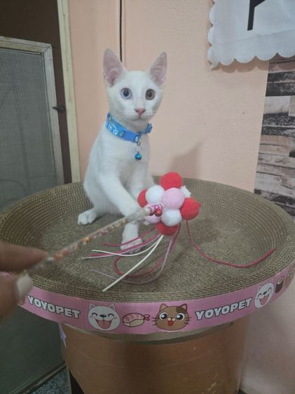ขาวมณี (Khao Manee) แมวขาวมณีตาสีฟ้าสีเหลืองและตาสองสี