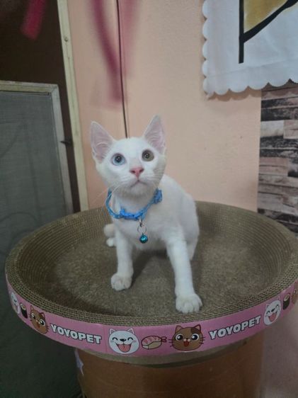 แมวขาวมณีตาสีฟ้าสีเหลืองและตาสองสี รูปที่ 2