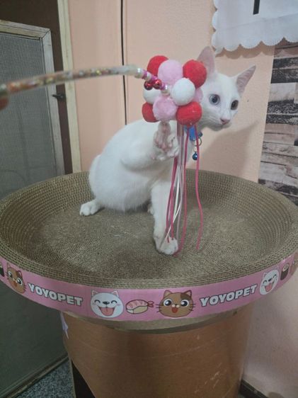 แมวขาวมณีตาสีฟ้าสีเหลืองและตาสองสี รูปที่ 4