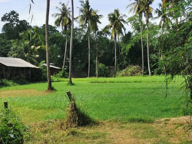 ขายที่ดินด่วนมาก ติดคลองชลประทาน รูปที่ 2