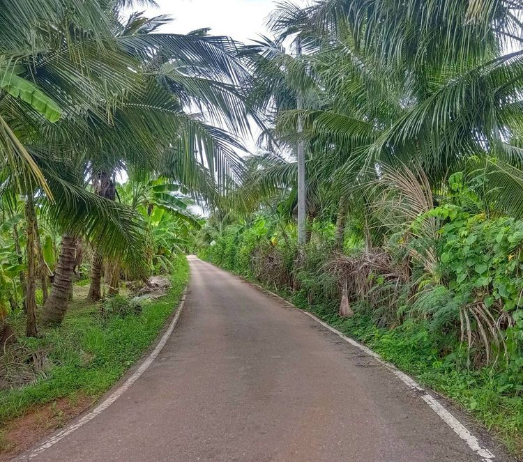 ไม่ใช่ ขายที่ดิน เนื้อที่ 6-2-62 ไร่ ซอยเลียบนที ใกล้แม่น้ำแม่กลอง ใจกลางเมืองสมุทรสงคราม รูปที่ 2