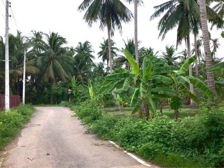 ไม่ใช่ ขายที่ดิน เนื้อที่ 6-2-62 ไร่ ซอยเลียบนที ใกล้แม่น้ำแม่กลอง ใจกลางเมืองสมุทรสงคราม รูปที่ 4