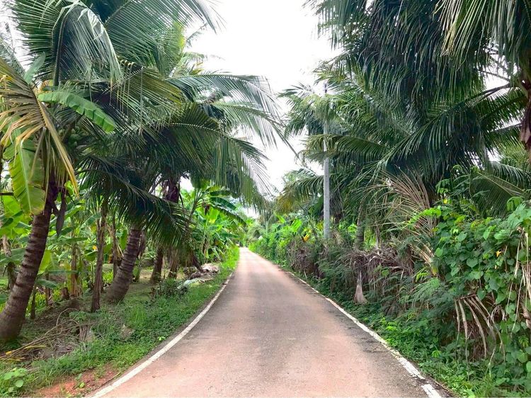 ไม่ใช่ ขายที่ดิน เนื้อที่ 6-2-62 ไร่ ซอยเลียบนที ใกล้แม่น้ำแม่กลอง ใจกลางเมืองสมุทรสงคราม