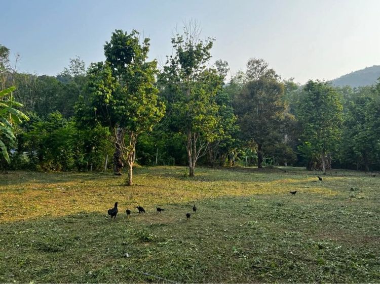 ขายที่ดินแปลงสวยที่เกาะช้าง รูปที่ 2