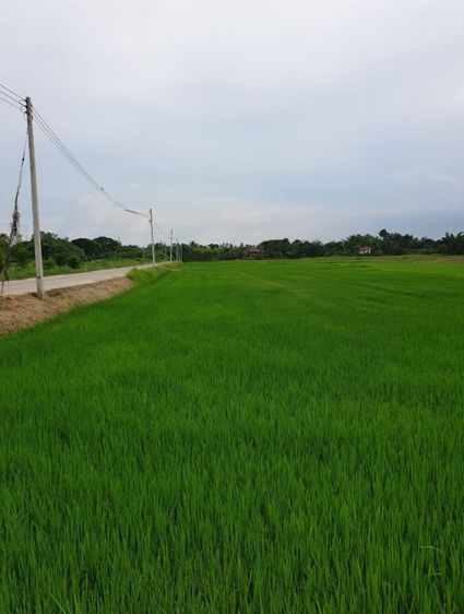 ต้องการขายที่นา 4 ไร่ รูปที่ 4