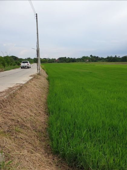 ต้องการขายที่นา 4 ไร่ รูปที่ 3