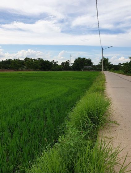 ต้องการขายที่นา 4 ไร่ รูปที่ 2