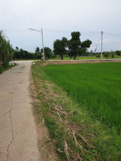 ต้องการขายที่นา 4 ไร่