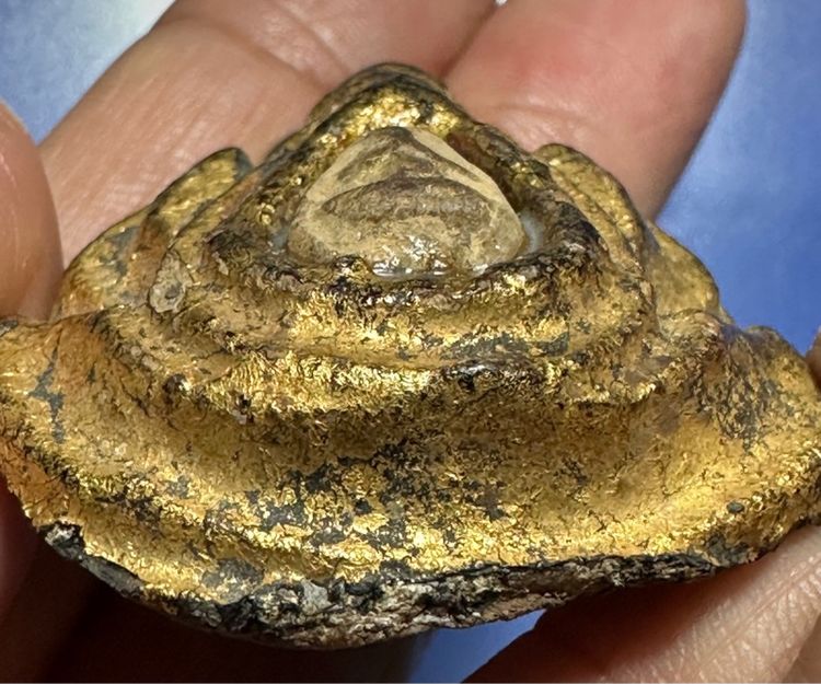 ปิดตากรมหลวงชุมพร หลวงปู่ศุขวัดปากคลองในกรอบกนกเนื้อดิน รูปที่ 6