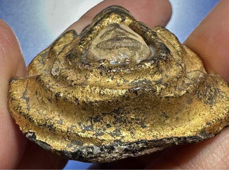 ปิดตากรมหลวงชุมพร หลวงปู่ศุขวัดปากคลองในกรอบกนกเนื้อดิน รูปที่ 5