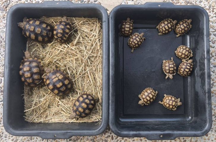 🐢 ลูกเต่าบกซูคาต้า (Sulcata Tortoise)
แข็งแรง กินเก่ง ขับถ่ายดี ฟักจากไข่เอง เลี้ยงแดดธรรมชาติ 💚
กระดองสวย ไม่ป่วย ไม่โทรม รูปที่ 3