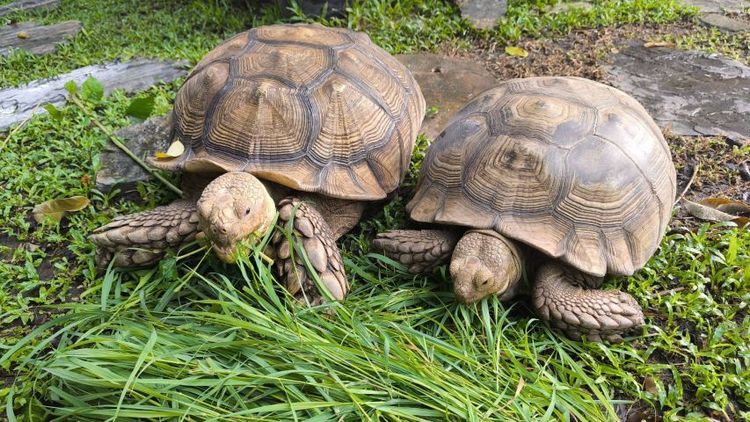 🐢 ลูกเต่าบกซูคาต้า (Sulcata Tortoise)
แข็งแรง กินเก่ง ขับถ่ายดี ฟักจากไข่เอง เลี้ยงแดดธรรมชาติ 💚
กระดองสวย ไม่ป่วย ไม่โทรม รูปที่ 2