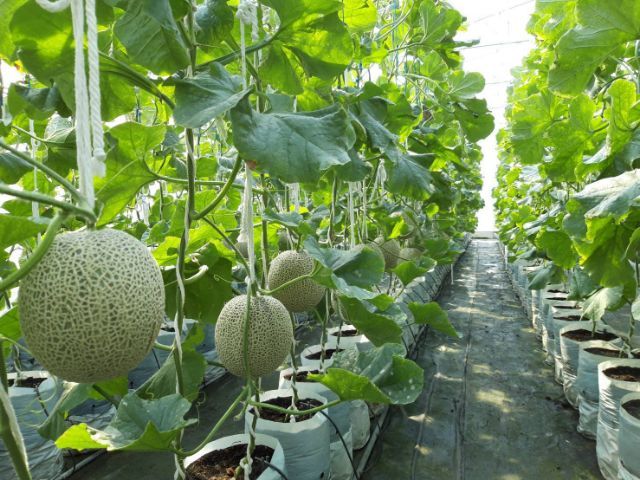 โครงเหล็กโรงเรือนปลูกพืช รูปที่ 7