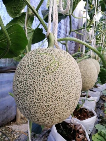 โครงเหล็กโรงเรือนปลูกพืช รูปที่ 5