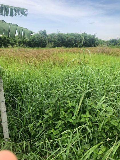 ที่ดิน 200 ตรว หนองเสือ ปทุมธานี