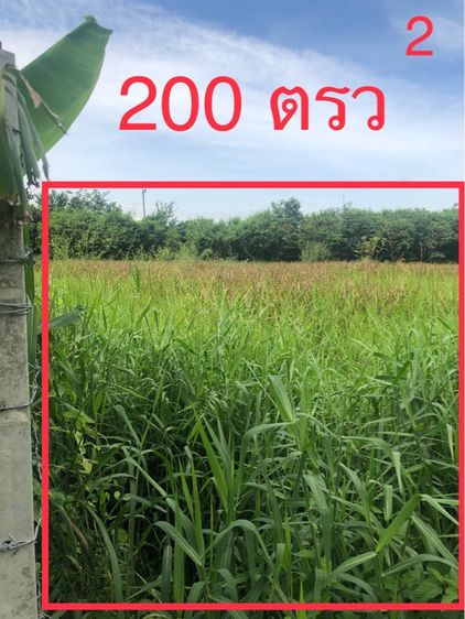 ที่ดิน 200 ตรว หนองเสือ ปทุมธานี รูปที่ 2