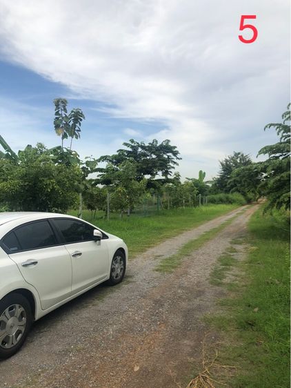 ที่ดิน 200 ตรว หนองเสือ ปทุมธานี รูปที่ 3