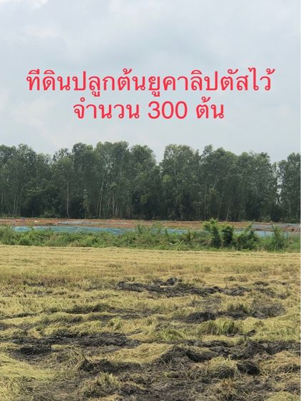 ที่ดิน นครนายก ไร่ล่ะ 450,000 รูปที่ 2