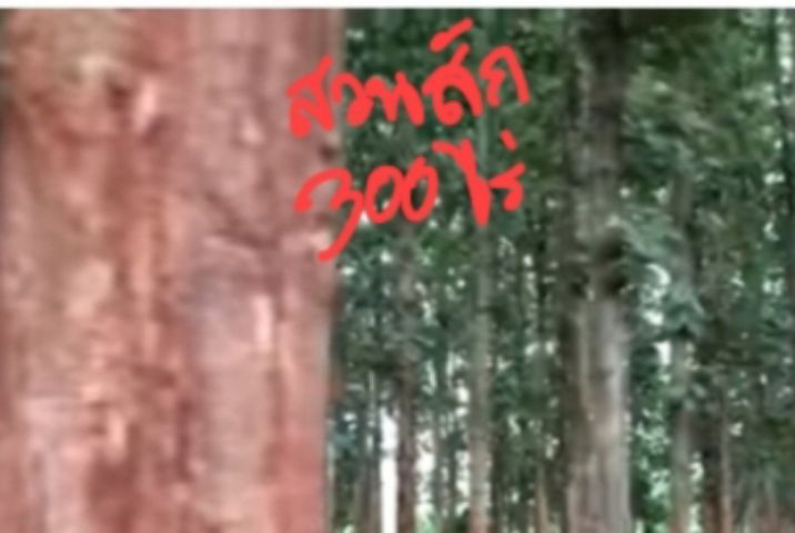 ขายที่ปลูกสักเต็มสวน300ไร่อายุ20ปีตัดได้แล้ว รูปที่ 2