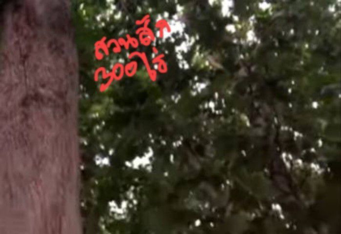 ขายที่ปลูกสักเต็มสวน300ไร่อายุ20ปีตัดได้แล้ว