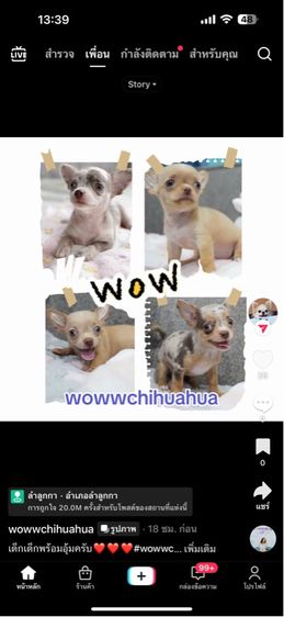 ว้าวชิวาวา Wowwchihuahua กทม. ใกล้เซียร์รังสิต รับประกันสุขภาพ มีบริการส่งค่ะ