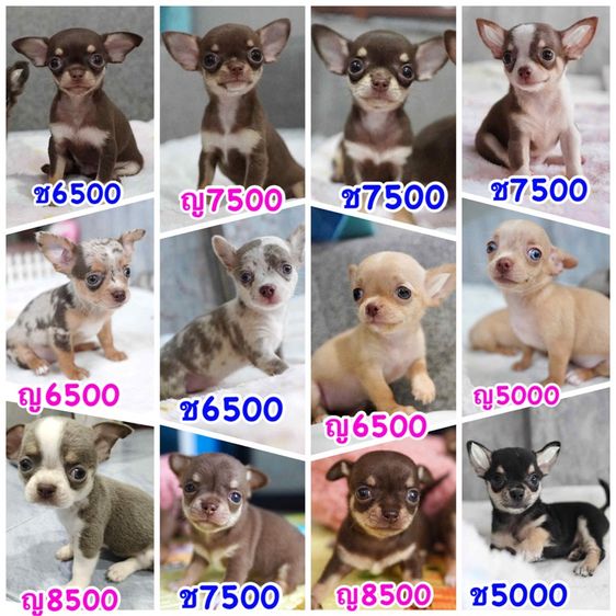 ว้าวชิวาวา Wowwchihuahua กทม. ใกล้เซียร์รังสิต รับประกันสุขภาพ มีบริการส่งค่ะ รูปที่ 8