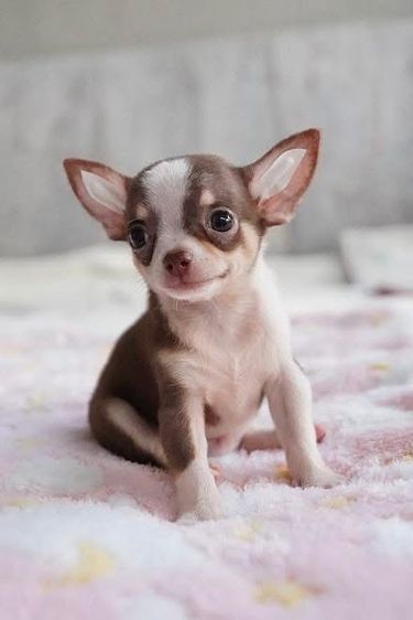 ว้าวชิวาวา Wowwchihuahua กทม. ใกล้เซียร์รังสิต รับประกันสุขภาพ มีบริการส่งค่ะ รูปที่ 6