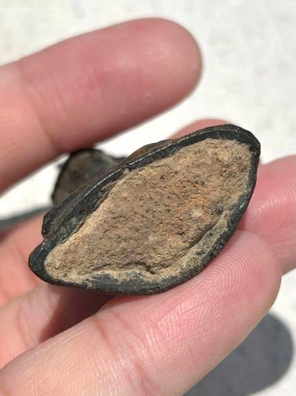 งั่งเกศแหลม​ เกศตรง​ ฐานดิน​เก่าๆ รูปที่ 3