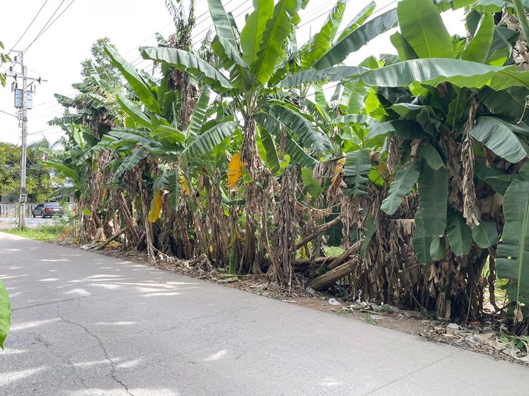 ไม่ใช่ ขายที่ดินสวย หลังโลตัสบางใหญ่ อำเภอบางกรวย เนื้อที่ 2-2-20 ไร่ ราคา 65 ลบ. สนใจติดต่อคุณปุ้ย 08-99209893  เจรจาได้ รูปที่ 3