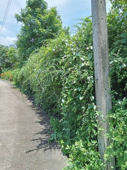 ขายด่วน ที่ดินสวย 1 ไร่ 24 ตรว. ที่ดินถมแล้ว พร้อมโฉนด อยู่อำเภอแม่จัน เชียงราย ราคา 950,000 บาท