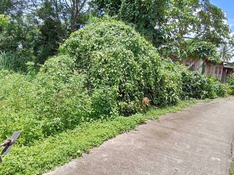 ขายด่วน ที่ดินสวย 1 ไร่ 24 ตรว. ที่ดินถมแล้ว พร้อมโฉนด อยู่อำเภอแม่จัน เชียงราย ราคา 950,000 บาท รูปที่ 3