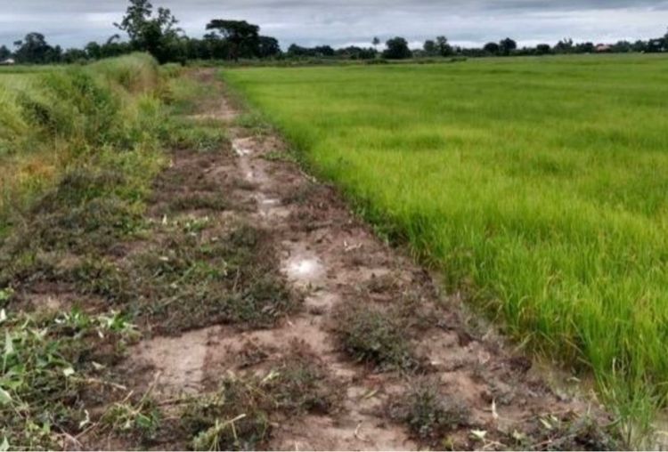 ขายที่นายกแปลงสวย ดอยงาม อ.พาน จ.เชียงราย