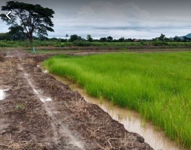 ขายที่นายกแปลงสวย ดอยงาม อ.พาน จ.เชียงราย รูปที่ 4