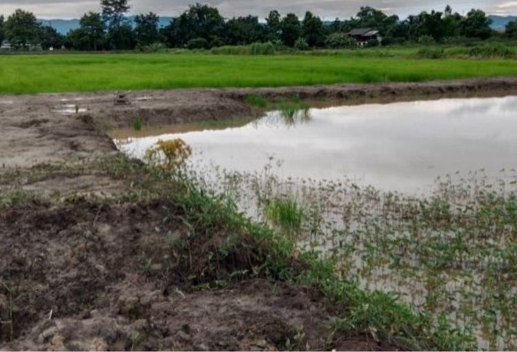 ขายที่นายกแปลงสวย ดอยงาม อ.พาน จ.เชียงราย รูปที่ 2